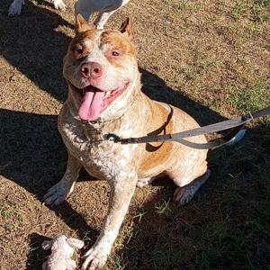Cain, Bulldog, American, adult, available for adoption