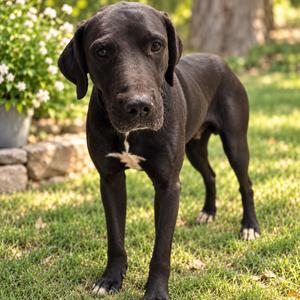 Atlas D46601, Retriever, Black Labrador, adult, available for adoption