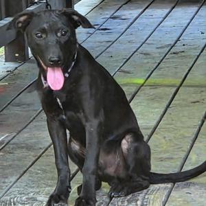 A black dog sitting on a wooden deck with its tongue out.