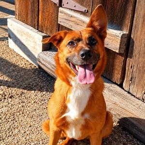 Dulce D46773, Shepherd, adult, available for adoption