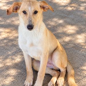 A light brown dog sitting on a concrete surface with dappled sunlight.