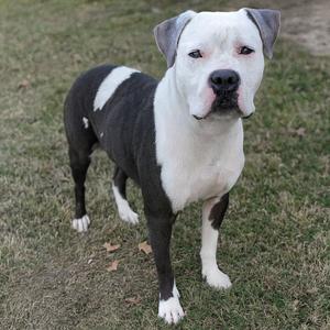 A black and white pit bull terrier standing on grass