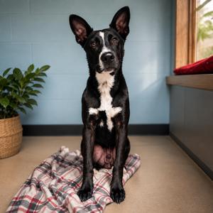 Anubis D46151, Cattle Dog, Australian (Blue Heeler), adult, available for adoption