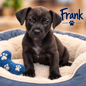 Frank, Dachshund, puppy, available for adoption