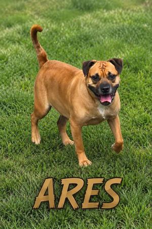 A brown dog standing on grass with the name ARES written below it
