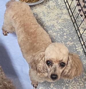 A light brown poodle dog standing on a patterned floor, looking up at the camera.