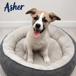 A happy dog named Asher sitting in a cozy dog bed.