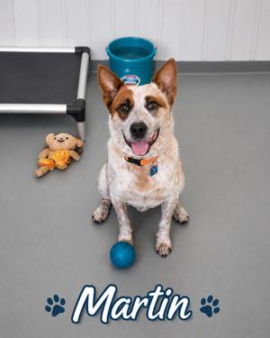 Martin, Australian Cattle Dog / Blue Heeler, young, available for adoption