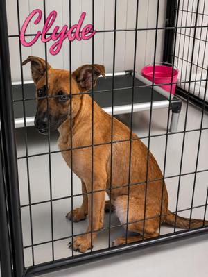 Clyde, Belgian Shepherd / Malinois, young, available for adoption