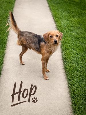 Hop, Terrier, young, available for adoption