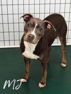 MJ, Pit Bull Terrier, young, available for adoption