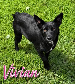 Vivian, Retriever, young, available for adoption
