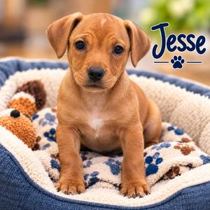 Jesse, Dachshund, puppy, available for adoption