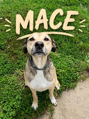 Mace, Terrier, senior, available for adoption