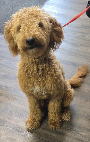 Bentley, Goldendoodle, young, available for adoption
