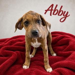 Abby, Boxer / Catahoula Leopard Dog, puppy, available for adoption