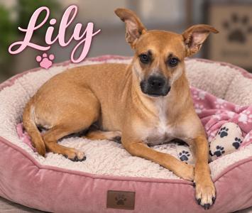 A brown dog named Lily is lying in a pink dog bed with a soft, plush interior. The dog has a short coat, large ears, and a black nose. The bed is decorated with paw print patterns, and the name "Lily" is written in pink cursive text with a paw print symbol next to it. The background is slightly blurred, focusing on the dog and the bed.