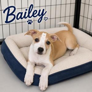 Bailey, Carolina Dog, puppy, available for adoption