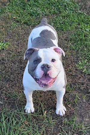 Patches, English Bulldog, young, available for adoption
