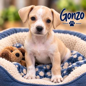 Gonzo, Dachshund, puppy, available for adoption