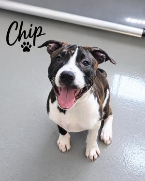 A brindle and white puppy named Chip sitting on a gray floor, looking up at the camera with an open mouth and happy expression.