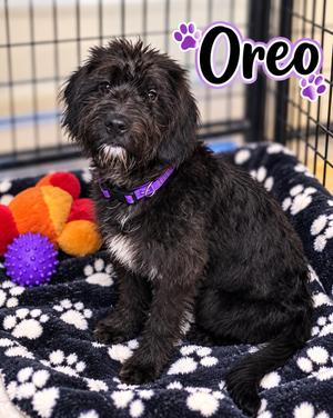Oreo, Goldendoodle / Cane Corso, young, available for adoption