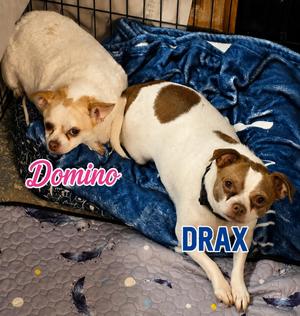 Domino & Drax, Chihuahua / Jack Russell Terrier, adult, available for adoption