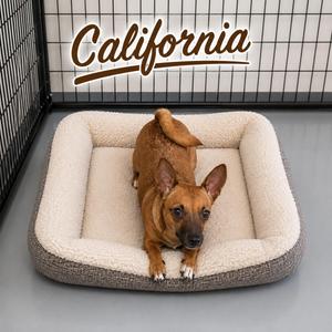 California, Chihuahua / Miniature Pinscher, young, available for adoption
