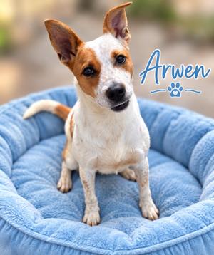 A small dog with white and brown fur sitting on a blue dog bed. The dog has large ears and is looking directly at the camera. The name "Arwen" is written in blue cursive text with a paw print next to it.