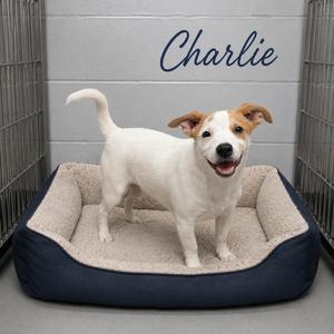 Charlie, Carolina Dog, puppy, available for adoption