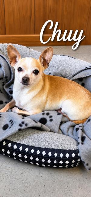 Chuy, Chihuahua, senior, available for adoption