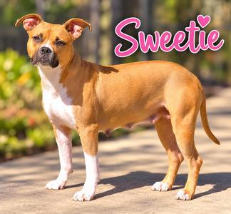 Sweetie, Boxer, young, available for adoption