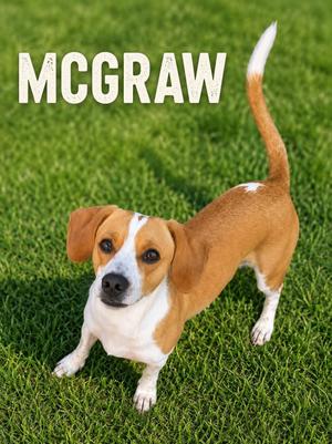 McGraw, Dachshund, young, available for adoption