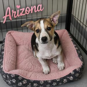 A small dog with brown, black, and white fur is sitting in a pink dog bed with a black border that has white paw prints. The dog is inside a metal cage, and the word "Arizona" is written in pink cursive text in the top left corner of the image.