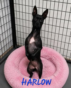 Harlow, Boston Terrier, young, available for adoption