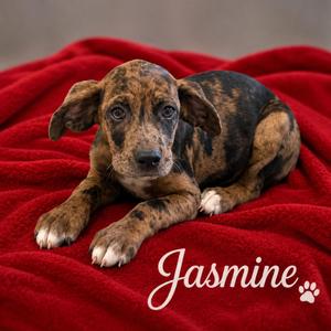 Jasmine, Boxer / Catahoula Leopard Dog, puppy, available for adoption