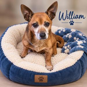 William, Chihuahua, senior, available for adoption