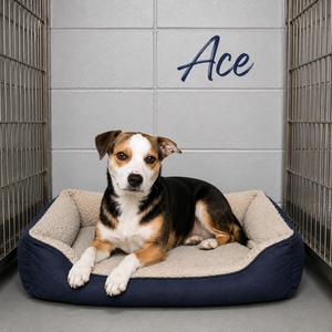 Ace, Carolina Dog, puppy, available for adoption