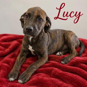 Lucy, Boxer / Catahoula Leopard Dog, puppy, available for adoption