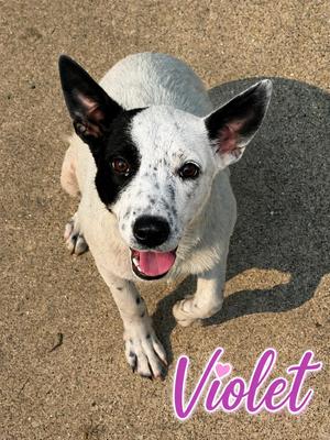 Violet, Retriever, young, available for adoption