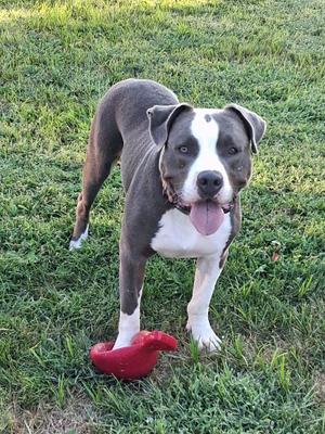 A gray and white dog standing on grass with a red toy in front of it.