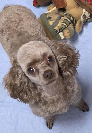 A close-up of a brown poodle with curly fur, looking up at the camera.