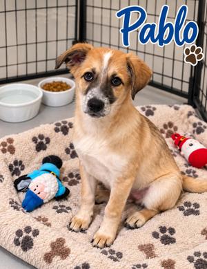 Pablo, Shepherd, young, available for adoption