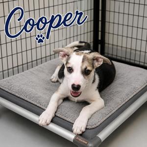Cooper, Carolina Dog, puppy, available for adoption