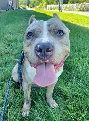 Luffy, Pit Bull Terrier, adult, available for adoption