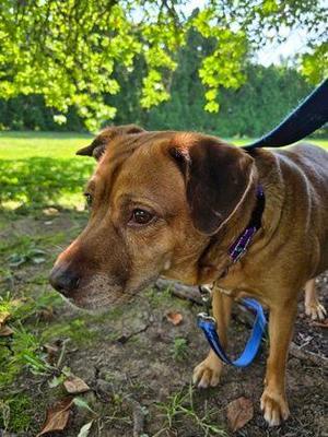 Ponyo, Golden Retriever, adult, available for adoption