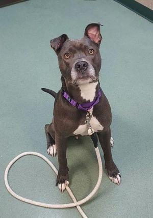 A black and white dog with a purple collar sitting on a green floor, holding a white leash.