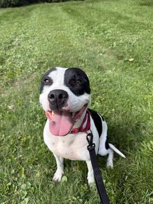 Alora, Pit Bull Terrier, adult, available for adoption