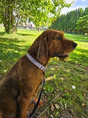 Ginger, Redbone Coonhound, adult, available for adoption