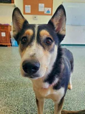 Zendaya & Tom, Siberian Husky, adult, available for adoption